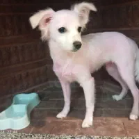 برفی گمشده|حیوانات|ورامین, ورامین|دیوار