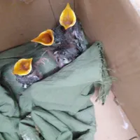 جوجه مرغ مینا شاه تخم دونه ای۳۵۰|پرنده|صباشهر, |دیوار