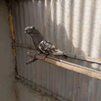 کبوتر.  رنگی نر