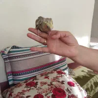 عروس هلندی سرلاکی