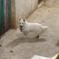 پامر روباهی