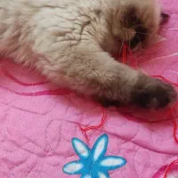 گربه