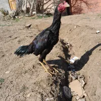 خروس  لاری نصل دار وشگرددار