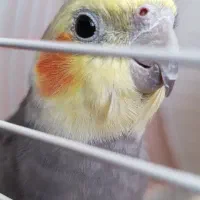 عروس هلندی جفت هر و ماده|پرنده|شاهین‌شهر, گزبرخوار|دیوار