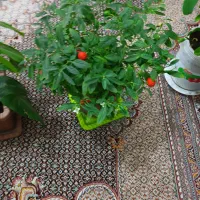 گلهای طبیعی متنوع|گل و گیاه طبیعی|اردبیل, |دیوار