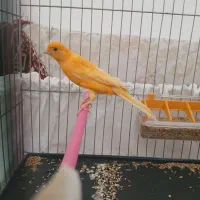 قناری نر آواز خوان