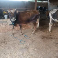 گاو|حیوانات مزرعه|سنگدوین, |دیوار