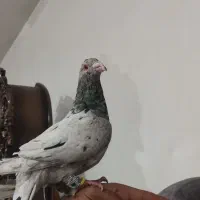 سار نر|پرنده|آشخانه, |دیوار