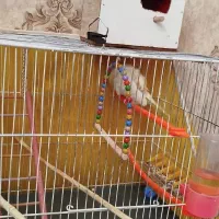 مرغ عشق با تمام لوازم|پرنده|مشهد, کوثر|دیوار