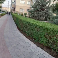 هرسکاری باغبانی کاشت چمن علفزنی سمپاشی|خدمات باغبانی و درختکاری|تبریز, |دیوار
