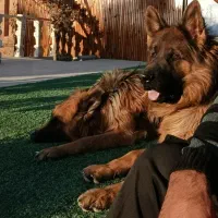 ژرمن نر کینگ عالی|سگ|شیراز, محمدیه|دیوار