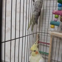 عروس هلندی نر و ماده سرحال و بازیگوش|پرنده|اصفهان, شهرک کاوه|دیوار