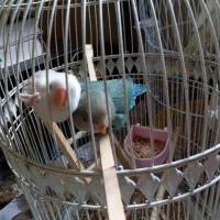 طوطی برزیلی|پرنده|سورک, |دیوار