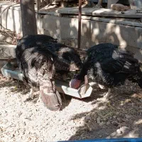 بوقلمو|حیوانات مزرعه|یزد, |دیوار