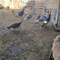 بقلمون|حیوانات مزرعه|گرگان, |دیوار