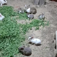 خرگوش
