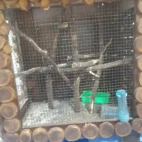 قفس چوبی|لوازم جانبی حیوانات|کرمان, |دیوار