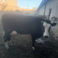 گاو|حیوانات مزرعه|تاکستان, |دیوار