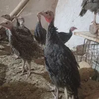 جوجه بوقلمون برنز  (۳ماهه)(انواع طیور)|حیوانات مزرعه|ساوه, |دیوار