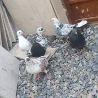 ۷عدد کبوتر دونه ۱۰۰ مقطوع