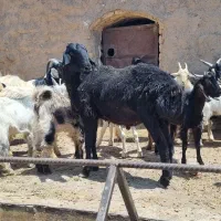بز شیری|حیوانات مزرعه|قم, پردیسان|دیوار