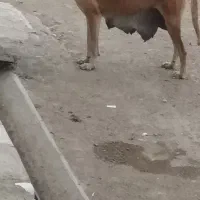 سگ‌ماده‌سراب