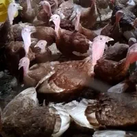 بوقلمون محلی نر نژاد بوربون