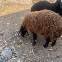 بره نر ماده ( تغل ) وبره نر