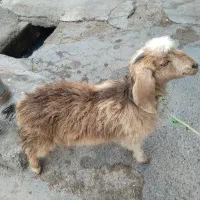 فروش بزغاله ماده در شوش|حیوانات مزرعه|شوش, |دیوار