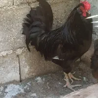 خروس چهل تاج ریشو