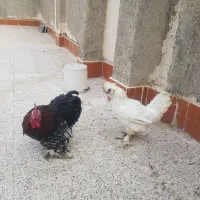 ابریشمی و خروس کوشین|حیوانات مزرعه|مشهد, امیر المومنین|دیوار