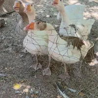 غاز فروشی