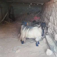 دوبر روزگاری عالی