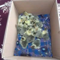 جوجه غاز وجوجه مرغ