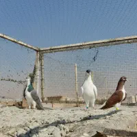 کبوتر بهبونی|پرنده|شیراز, شیخ علی چوپان|دیوار