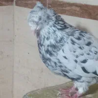 با سلام یک ماده سور دم سفید اهوازی 15پردم