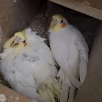 جفت کار داده
