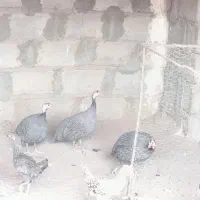 مرغ شاخی
