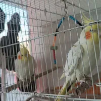 عروس هلندی لوتینو تخم گذار