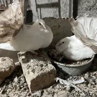 چتری کانادایی|پرنده|کاشان, لتحر|دیوار