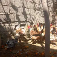 دو جفت ویندوت فول کیفیت در حال تخم