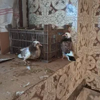 کبوتر وبچه کبوتر نرو ماده زیبا