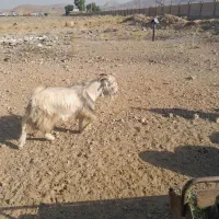 ۱راس کهره چاق واس کشتی