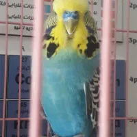 مرغ عشق نگلیسی نر آبی رنگ