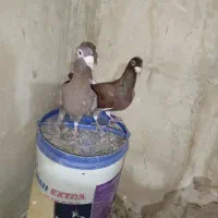 قره سرخ|پرنده|خواف, |دیوار