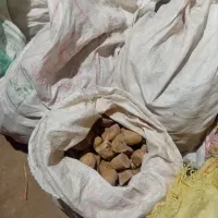 سیب زمینی برای کاشت  مدل ۴۰۲ هرکیلو ۳۷۰۰۰ تومان