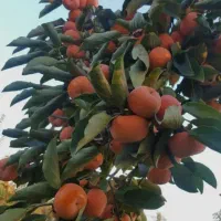 نهال خرمالو سیبی با کیفیت|خدمات باغبانی و درختکاری|سمیرم, |دیوار