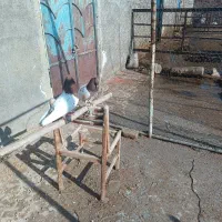 کبوتر|پرنده|فاروج, |دیوار