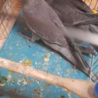 فروش جوجه عروس هلندی|پرنده|یاسوج, |دیوار