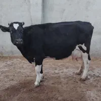 فروش دو عدد گاو|حیوانات مزرعه|اقبالیه, |دیوار